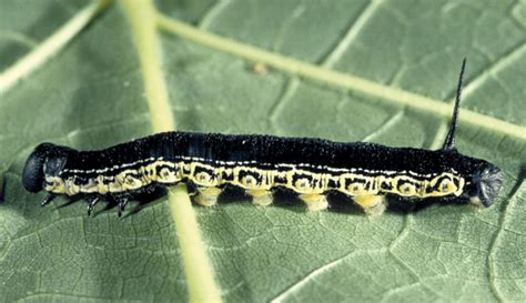 Black Caterpillars: An Identification Guide to Common Species ...