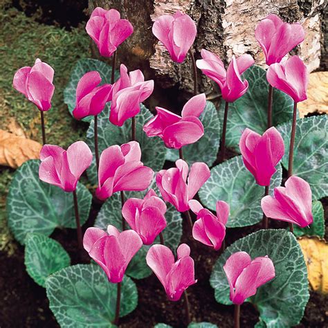 Cyclamen Hederifolium (Neapolitanum) | J Parker Dutch Bulbs