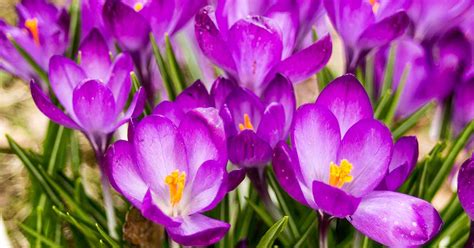 11 of the Best Crocus Varieties for Your Garden | Gardener’s Path