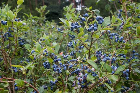 Northland Highbush Organic Blueberry Plant - Backyard Berry Plants