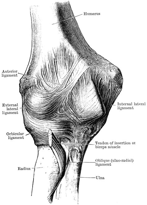 [DIAGRAM] Diagram Of Elbow - MYDIAGRAM.ONLINE