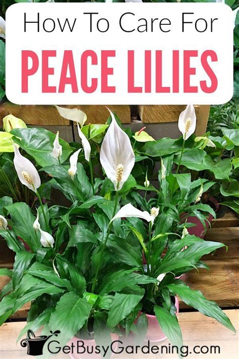 Peace Lily Plant Care Guide: How To Grow A Peace Lily | Peace lily ...