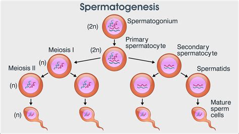 What is Spermatogenesis? Explain with the help of a diagram.