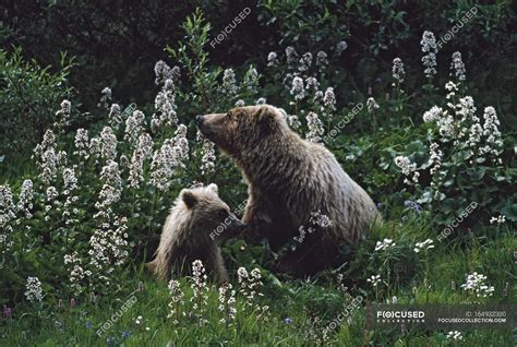 Grizzly Bear With Cub — artistic, patch - Stock Photo | #164932300