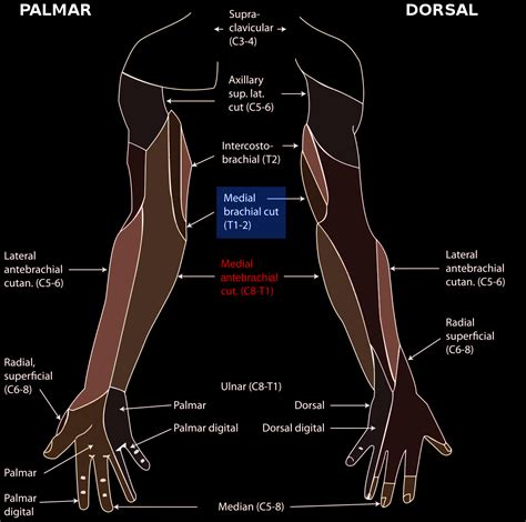 Medial Brachial Cutaneous Nerve