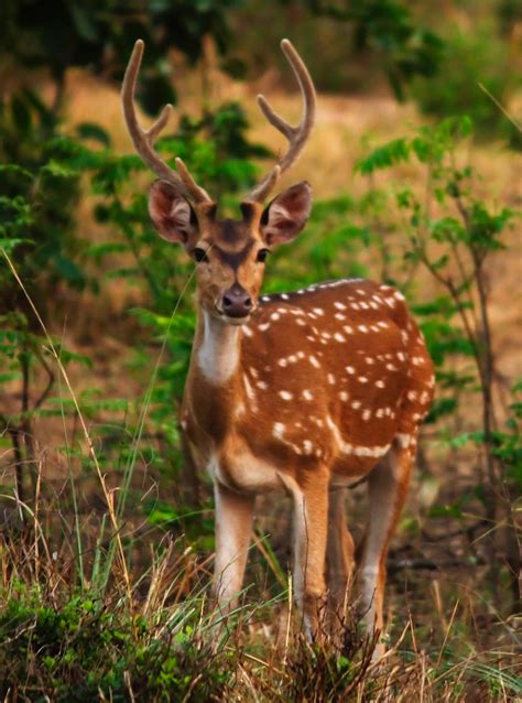 The Spotted Deer / Chital by Bhavesh-P on DeviantArt