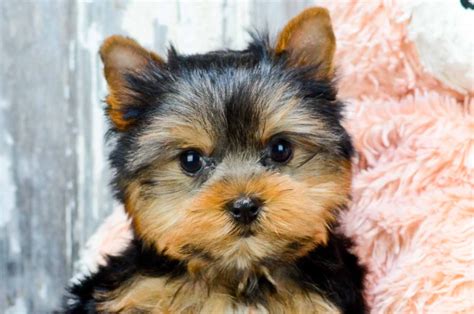 Toy Yorkie Puppies For Adoption | Wow Blog