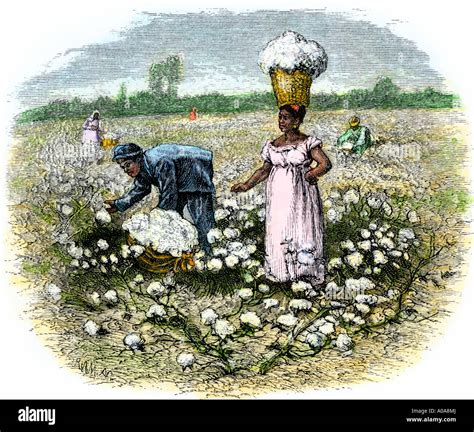 Cotton Plantations Slavery