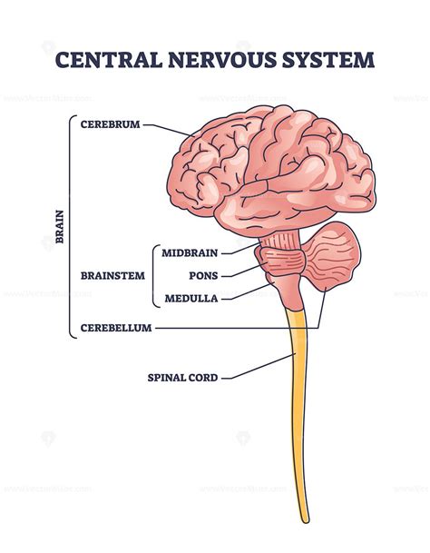 Central nervous system model or CNS brain organ structure outline ...