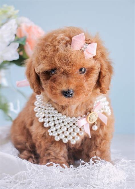 Toy Poodle Puppy | Poodle puppy, Teacup puppies, Cute dogs