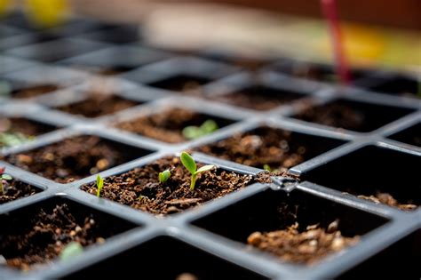 3 Tips When Starting Your Indoor Grow Tent - Flat Pack Houses