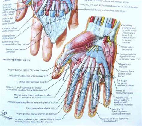 a dorsum b palm number the human Human Hand Muscles Image hand muscle ...