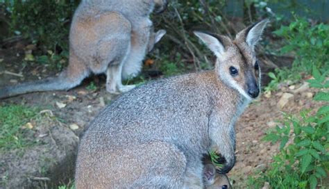 These Wallabies Keep Bringing Their Babies To Meet The Woman Who ...