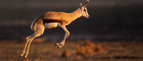 Springbok - A-Z Animals