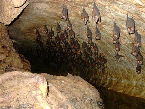 tourist trip and safe in iran-visit DIY - ILAM-Cave of bats