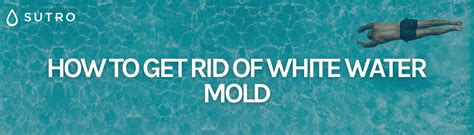 How to get rid of white water mold [Easy Guide]