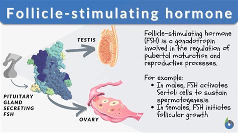 Follicle-stimulating hormone Definition and Examples - Biology Online ...