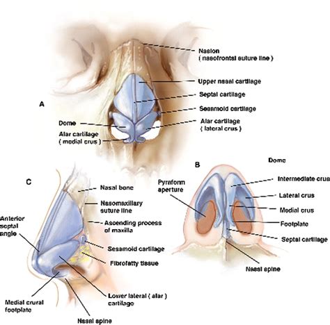 external nose anatomy diagram - Google Search Throat Anatomy, Facial ...