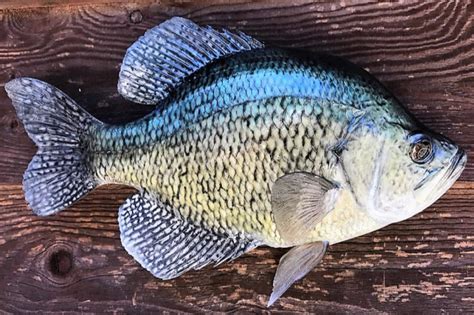 Crappie Facts to Help You Catch More Fish - MidWest Outdoors