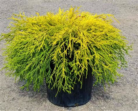 1 Gal. Gold Mop Threadbranch Cypress Shrub with Colorful Golden Yellow ...