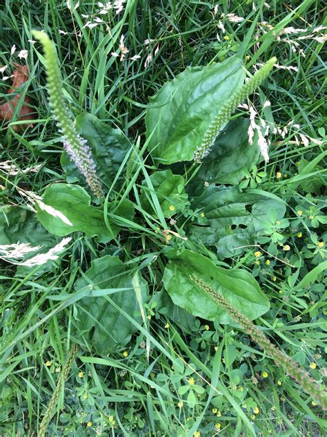 Broadleaf Plantain: No, It's Not a Banana! — Four Season Foraging