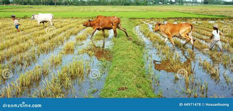 Asian Child Labor Tend Cow, Vietnam Rice Plantation Editorial Stock ...