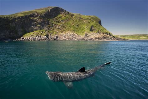 Basking sharks get special protected status in Ireland | Archaeological ...