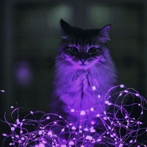 Purple Cat : purple | Cat aesthetic, Purple cat, Neon cat