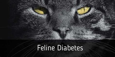 Feline Diabetes: Causes, Symptoms & Treatment | Cat-World