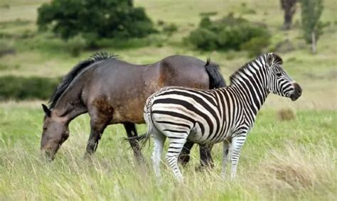 Differences Between a Zebra and Horse: Can You Ride a Zebra?