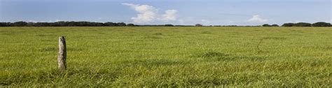 Importance of Soil Testing for Pasture Grasses - UF/IFAS Extension ...