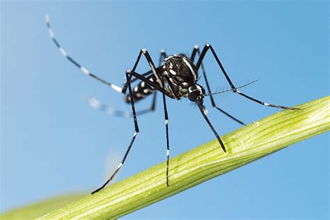 Mosquitoes In Florida & The Diseases They Spread | Keller's Pest Control