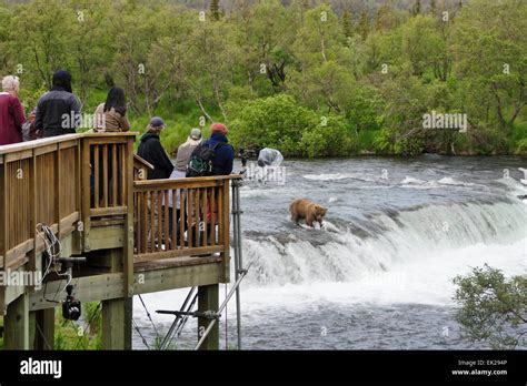 Tourists photographing Brown Bear catching salmon at Brooks Falls ...