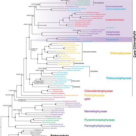 Molecular phylogeny of Chlorophyta. Phylogenetic tree of Chlorophyta ...