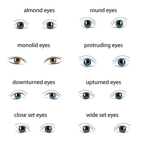 How to Choose the Right Eyebrow Shape for Your Wide Set Eyes