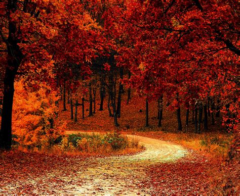 Fall Foliage Wallpaper For Desktop - HooDoo Wallpaper