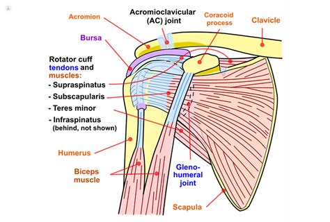 shoulder injury symptoms Cheaper Than Retail Price> Buy Clothing ...