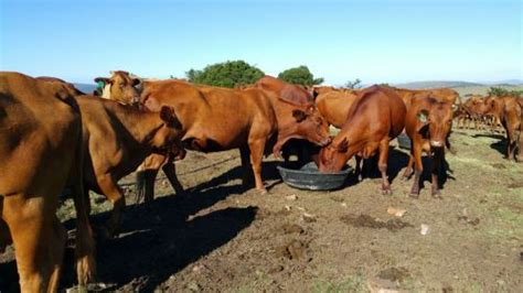 SA Vet Student - Breed Information: Bonsmara Cattle