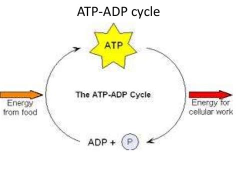 ATP-ADP cycle Diagram | Quizlet