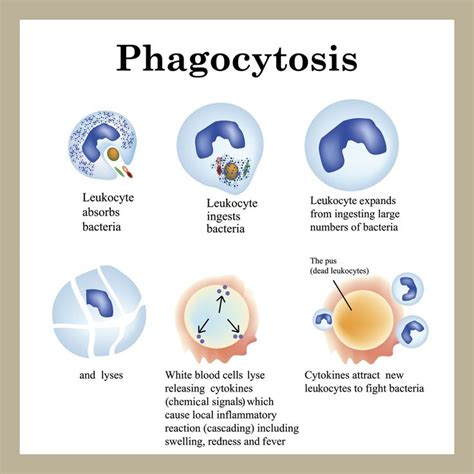 Phagocytosis Process | Medical school essentials, Medical school ...