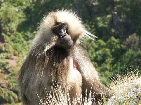 Wildlife - Link Ethiopia