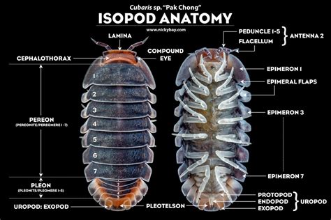 Isopod Anatomy and Biology - Isopod Site