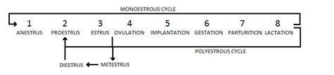 File:Estrous cycle.png - Wikimedia Commons