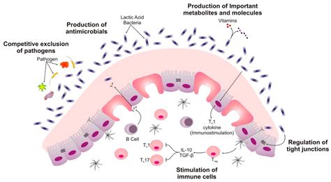 PDF Infections urinaires à Lactobacillus delbrueckii, mythe ou réalité ...