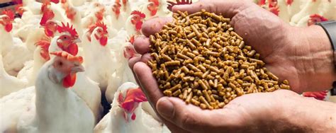 Poultry Feed Formulation - Home | Facebook