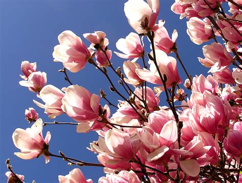 SF's Magnificent Blooming Magnolias