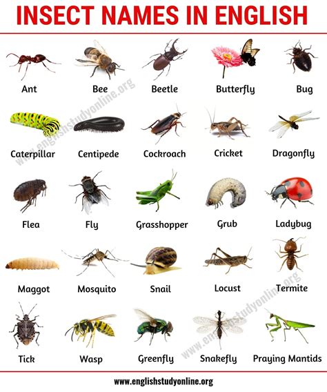 Insects Pictures With Names A Z