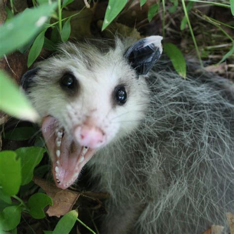 Possum Teeth