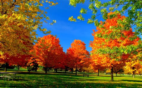 Autumn Serenity: A Stunning HD Wallpaper of Fall in the Park