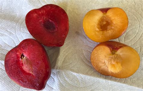 Gardening : Not so common plums. Sultan, Peach-plum Hybrid DPRU 377 ...